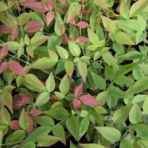 Nandina domestica 100-125 cm